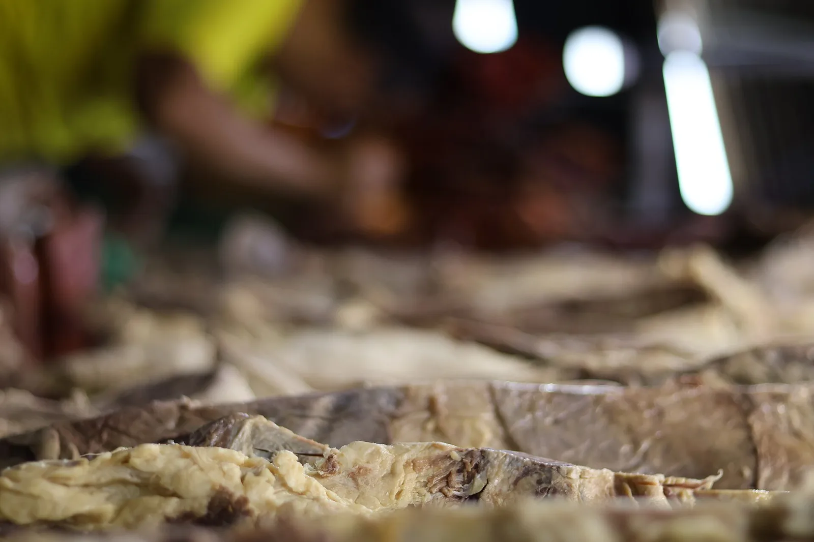 Prato autoral de cozinha contemporânea baiana com peixe e tucupi